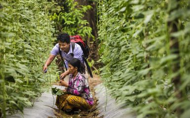 Agriculture in Cambodia