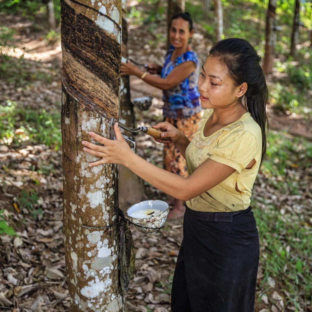 Laotian woman collecting a latex from a rubber tree in Northern Laos