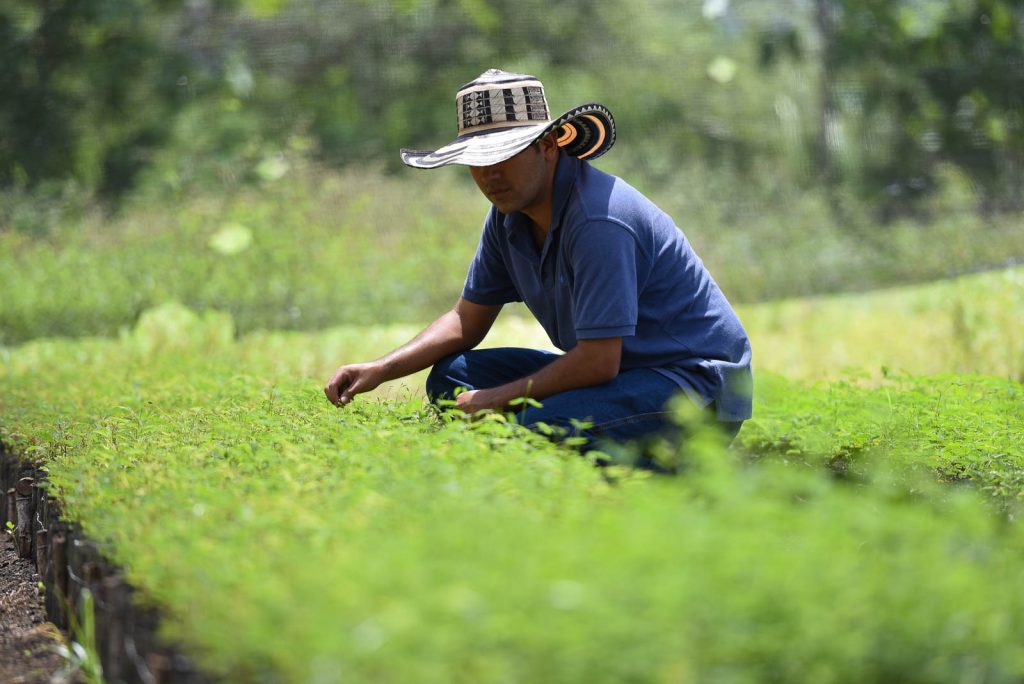 A forages nursery in Colombia's southwestern Cauca Department.