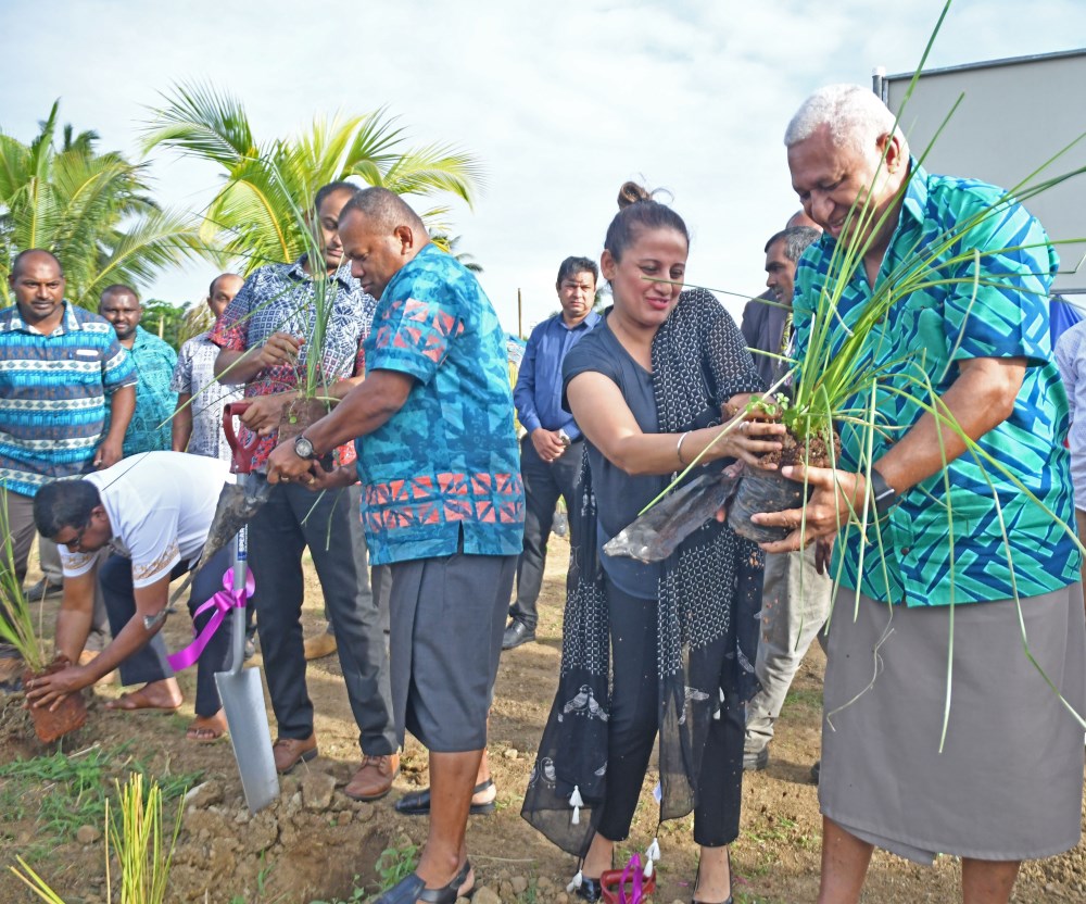 Individuals planting vetiver grass