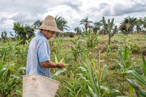 Farmer working on soybean plantation. 