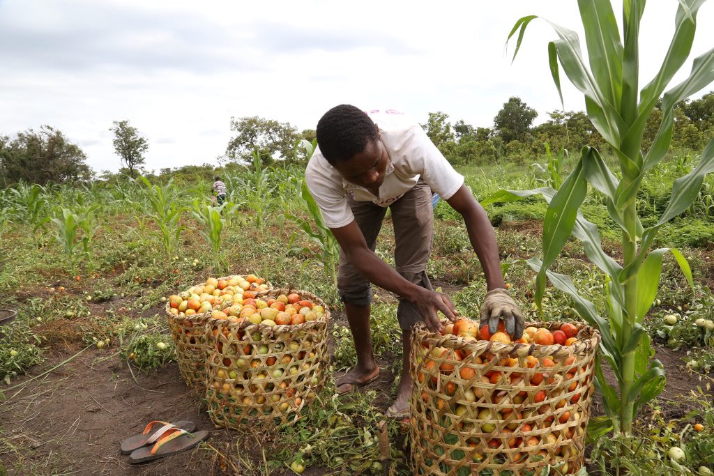 Ex-combatants farm in a UN Disarmament, Demobilization and Reintegration project