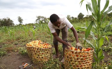 Ex-combatants farm in a project organized by the Disarmament, Demobilization and Reintegration section at the United Nations Integrated Multidimensional Stabilization Mission in the Central African Republic (MINUSCA).