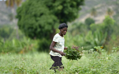 Vitamin A-rich sweet potato trials in Saint-Marc, Haiti.