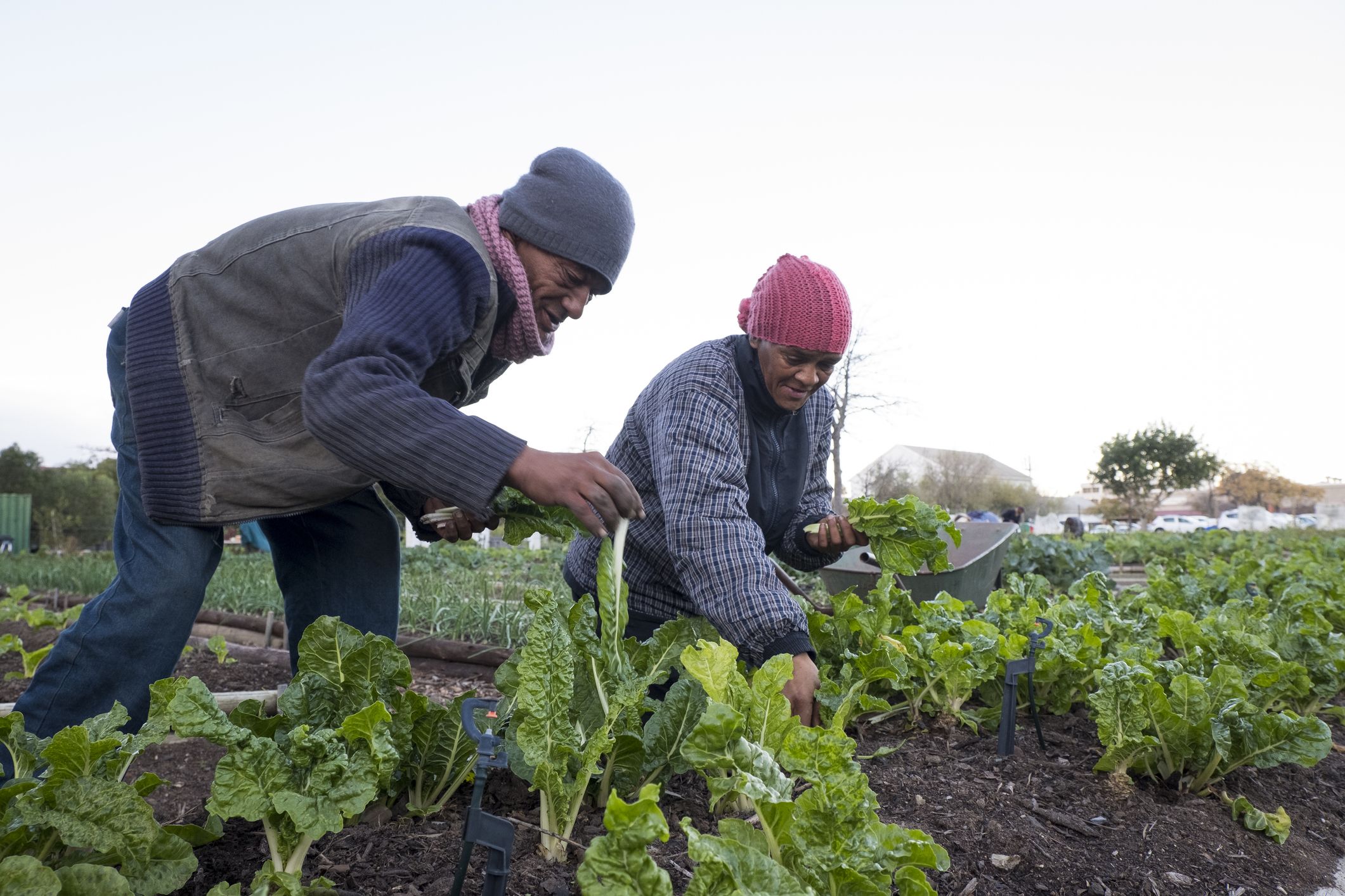 Man and woman farming.