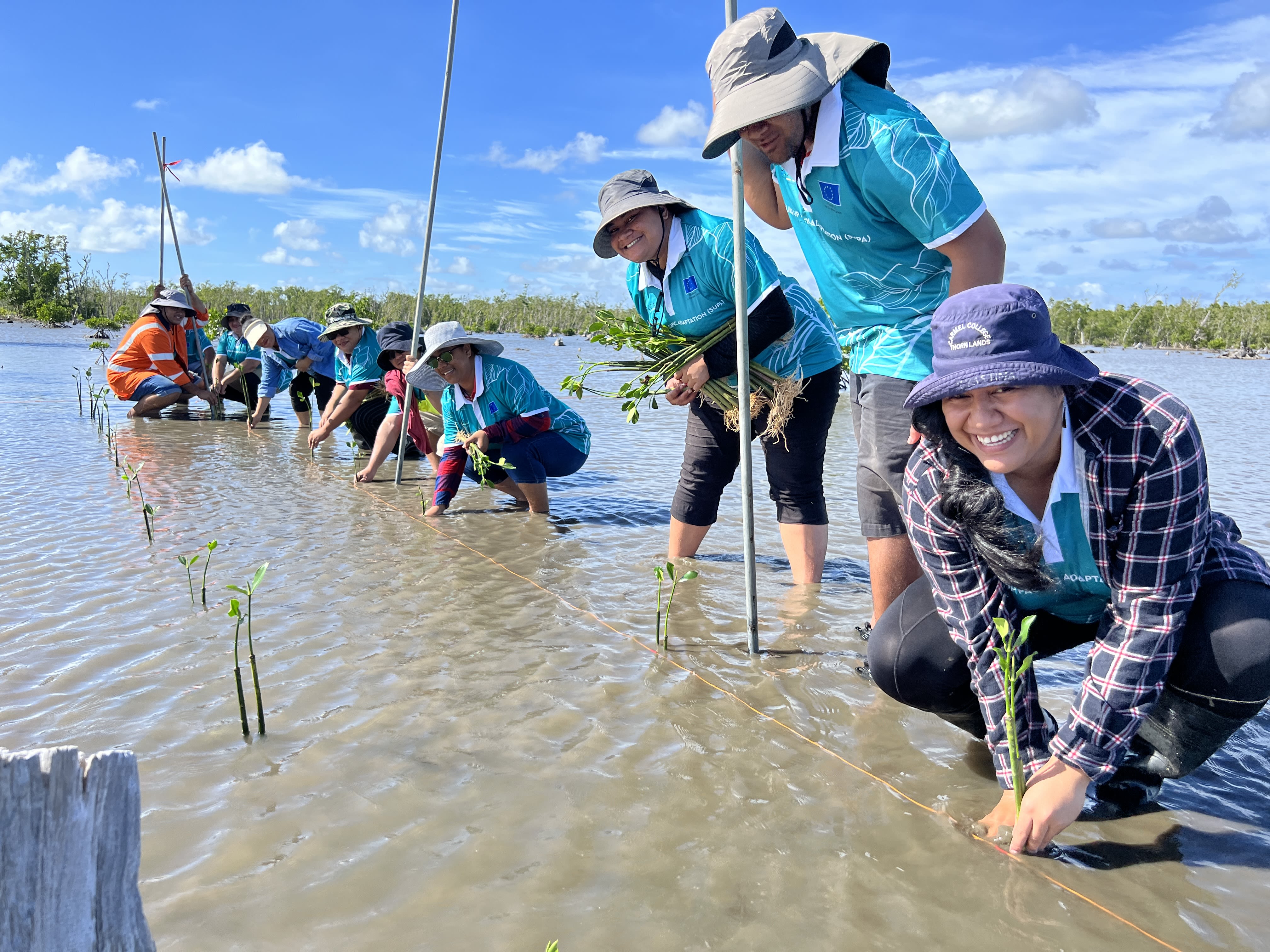 A group of people hunker down to plant mangroves