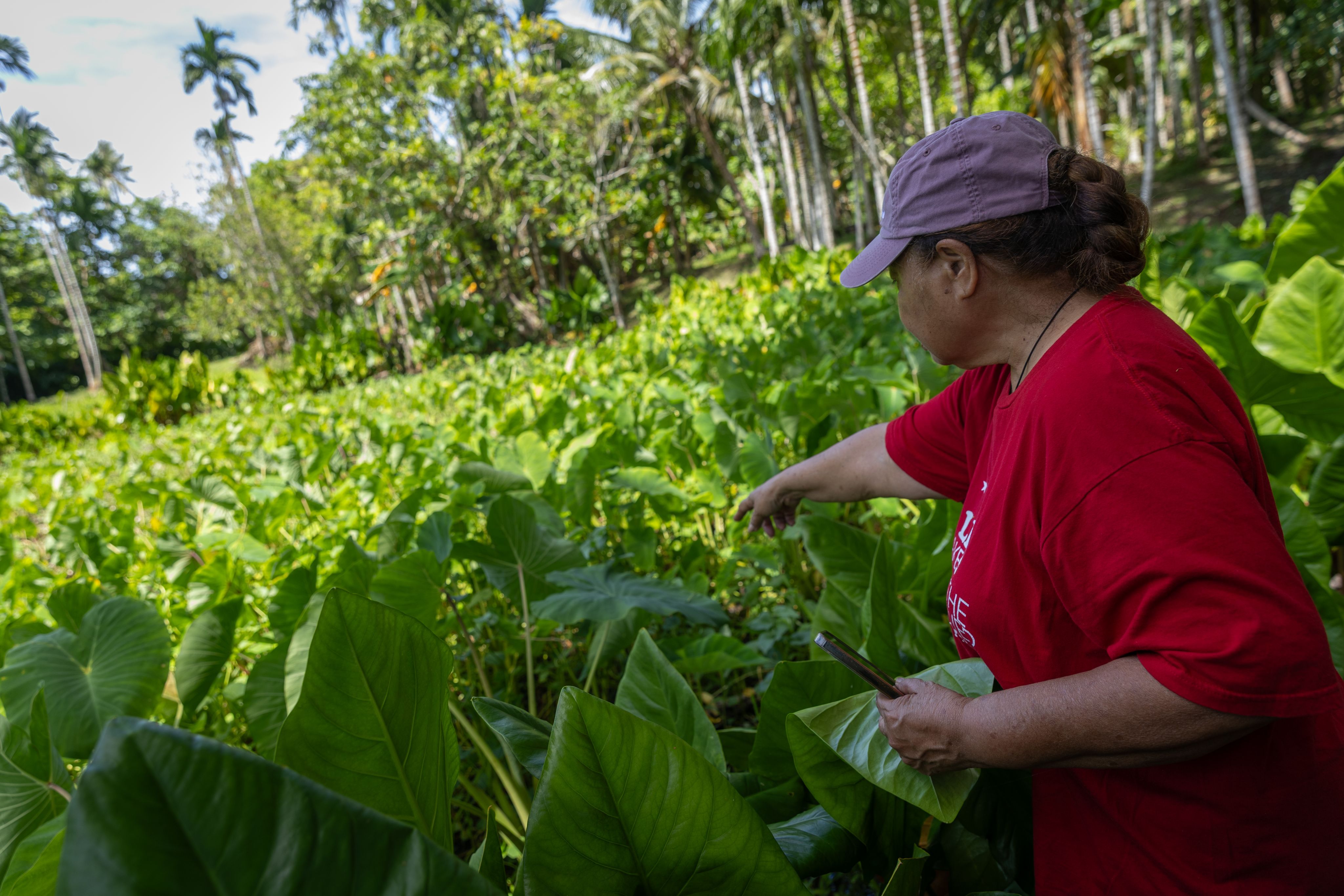 A woman in red shirt points to a taro plant in a green field. 