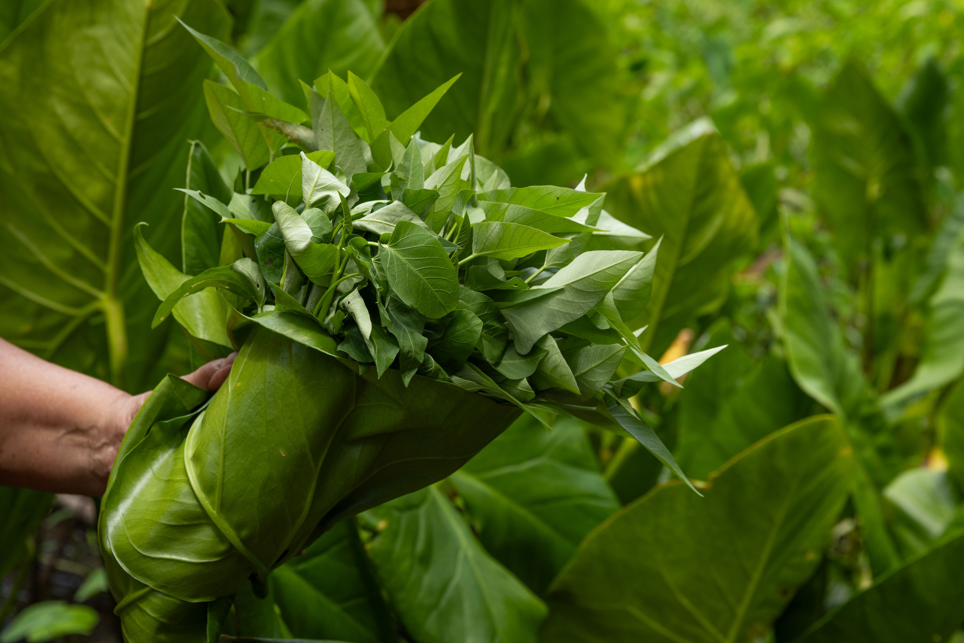 A bundle of green plants wrapped in a large leaf. 